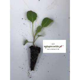 S.PLANTA REPOLHO ( CORAÇÃO ) - UNIDADE