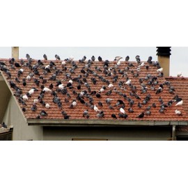 PINOS ANTI POMBOS INOX 1  MT