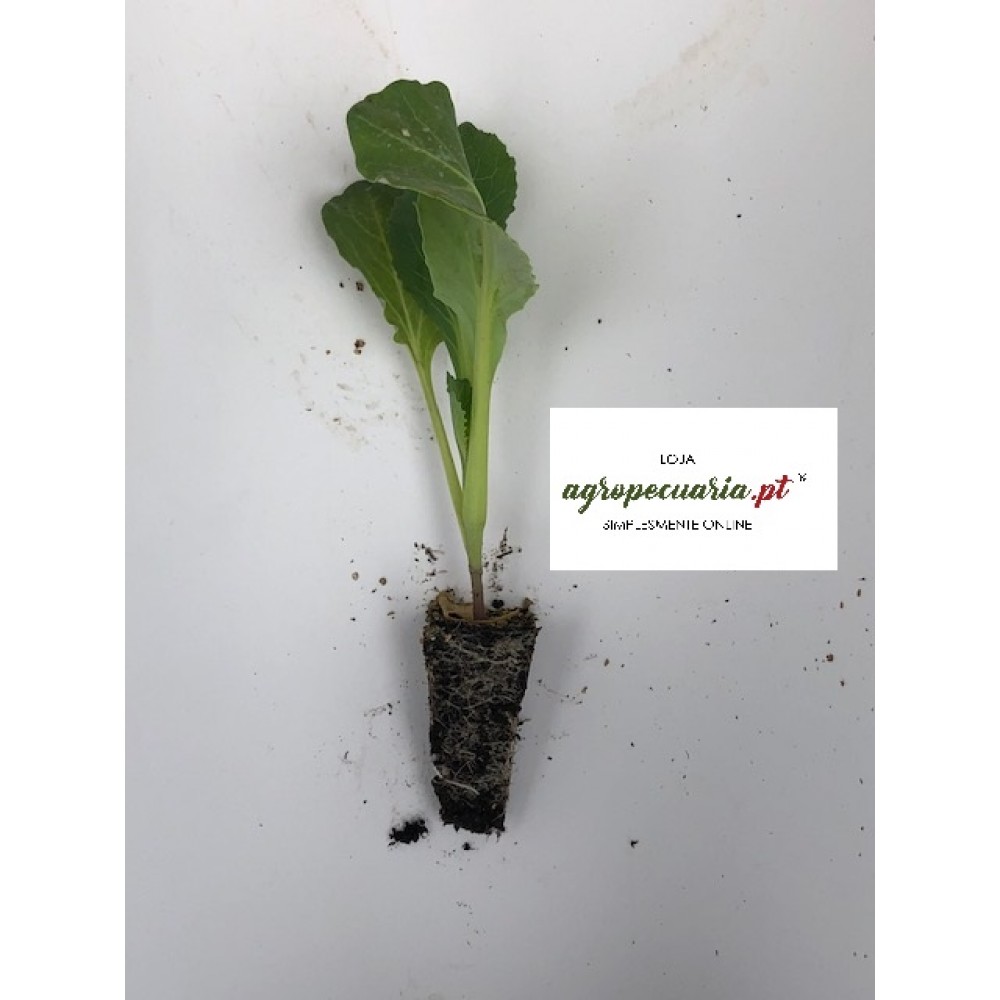 S.PLANTA REPOLHO BACALAN -  UNIDADE