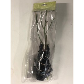 S.ROSEIRA GRANDIFLORA VARIADA - CORES RARAS