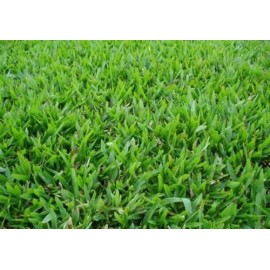 S.RELVA GRAMA BRASIL ( PASPALUM NOTATUM PENSACOLA)       - SC 22,68 KG