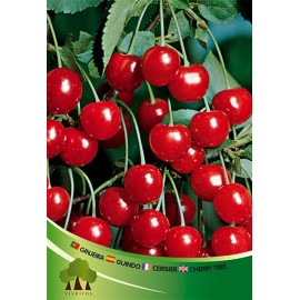S.ARVORE FRUTO -GINGEIRA