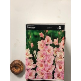S.BOLBO GALADIOLOS - UNIDADE