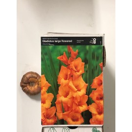 S.BOLBO GALADIOLOS - UNIDADE