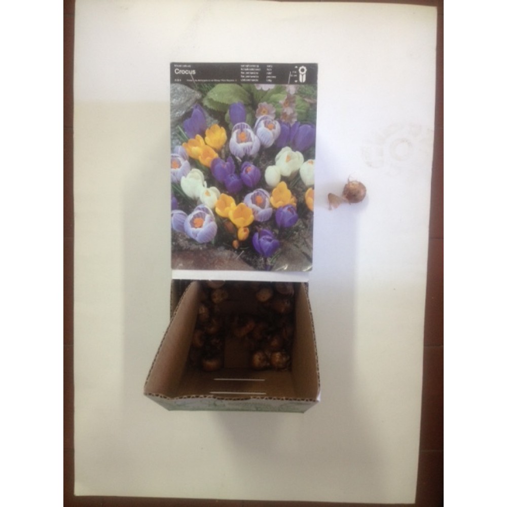 S.BOLBO CROCUS - UNIDADE