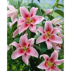 S.BOLBO LILIOS  - UNIDADE