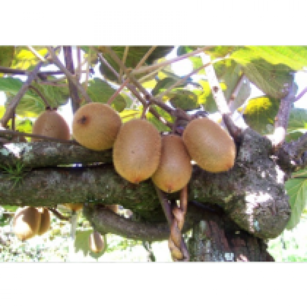 S.ARVORE FRUTO -KIWI -FEMEA       2 ANOS
