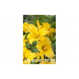 S.BOLBO HEMEROCALLIS  - UNIDADE