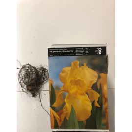 S.BOLBO IRIS GERMANICOS -UNIDADE