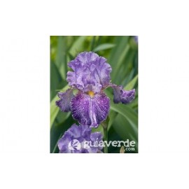 S.BOLBO IRIS GERMANICOS -UNIDADE