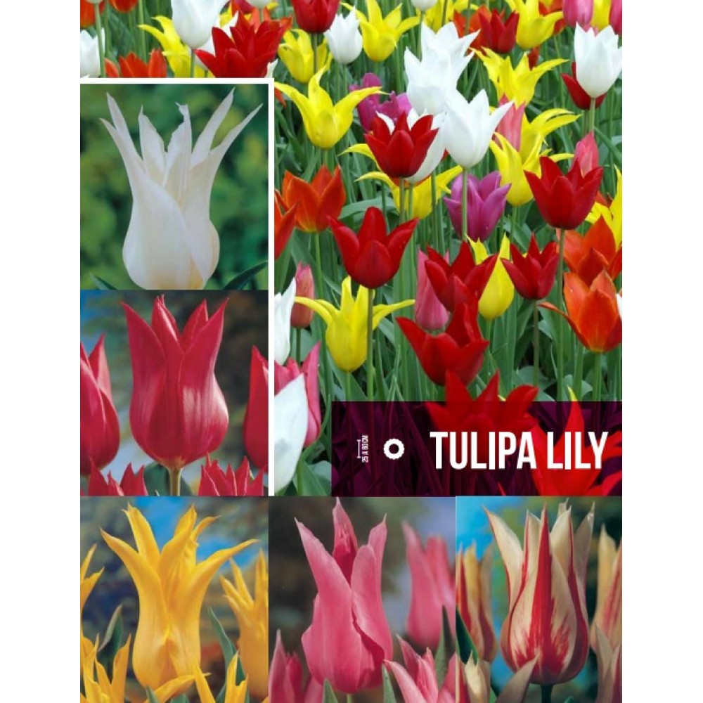 S.BOLBO GR TULIPAS LILY  - CAIXA 70 UNIDADES