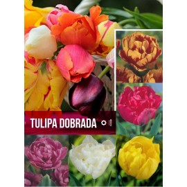 S.BOLBO GR TULIPAS DOBRADA  - CAIXA 70 UNIDADES