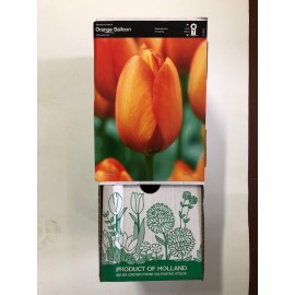 S.BOLBO GR TULIPAS SINGELA  - CAIXA 70 UNIDADES