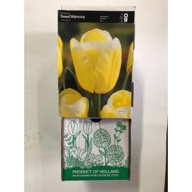 S.BOLBO GR TULIPAS SINGELA  - CAIXA 70 UNIDADES