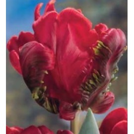 S.BOLBO GR TULIPAS PARROT  - CAIXA 70 UNIDADES