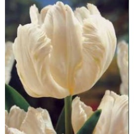 S.BOLBO GR TULIPAS PARROT  - CAIXA 70 UNIDADES