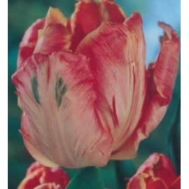 S.BOLBO GR TULIPAS PARROT  - CAIXA 70 UNIDADES