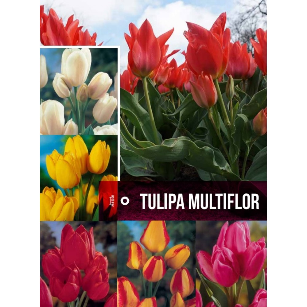 S.BOLBO GR TULIPAS MULTIFLOR - CAIXA 70 UNIDADES