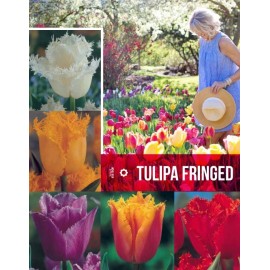 S.BOLBO GR TULIPAS FRINGED  - CAIXA 70 UNIDADES