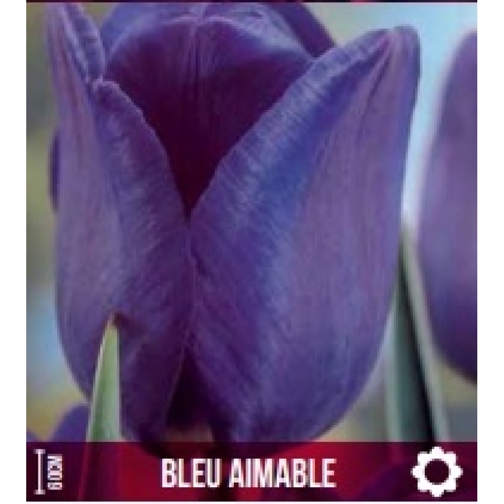 S.BOLBO GR TULIPAS AZUL  - CAIXA 70 UNIDADES