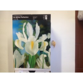 S.BOLBO IRIS LIRETES UN.