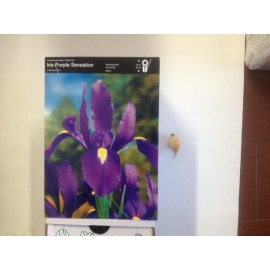 S.BOLBO IRIS LIRETES UN.