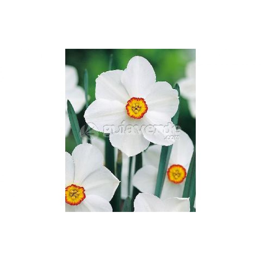 S.BOLBO NARCISOS UN.