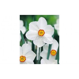 S.BOLBO NARCISOS UN.