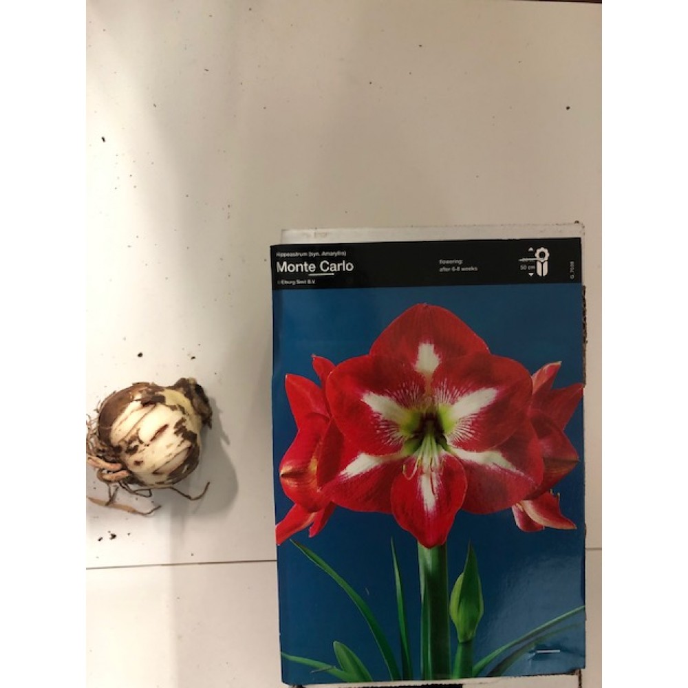 S.BOLBO AMARYLLIS UN.