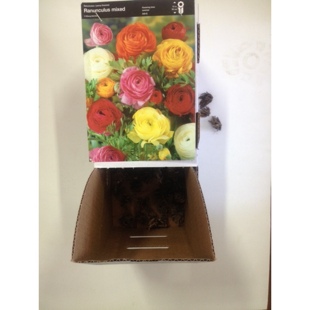 S.BOLBO RAINUNCLEOS UN.