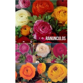 S.BOLBO GR RAINUNCLEOS - CAIXA 750 UNIDADES
