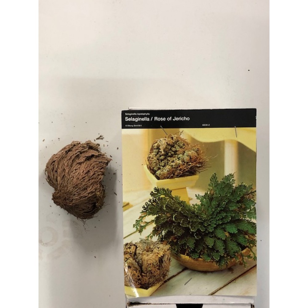 S.BOLBO SELAGINELLA           - UNIDADE