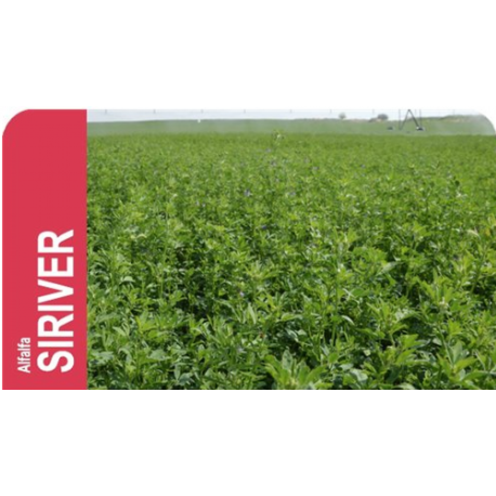 SEMENTE LUZERNA SIRVER R-1 (PILDORADA) - SC 25KG
