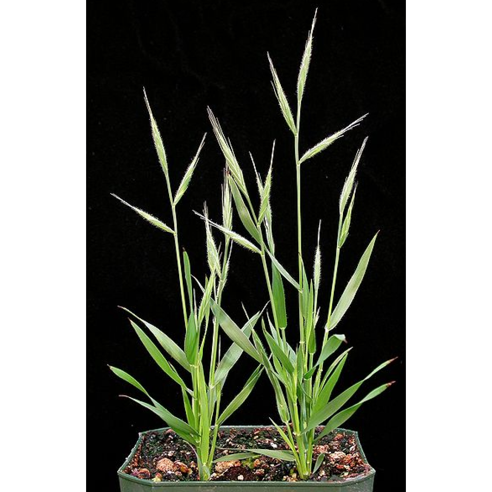 SEMENTE BRACHYPODIUM DYSTACHIUM - SC 5KG