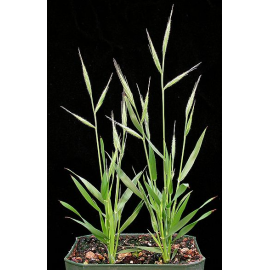 SEMENTE BRACHYPODIUM DYSTACHIUM - SC 5KG