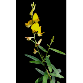 SEMENTE CROTALARIA JUNCEA - SC 25KG