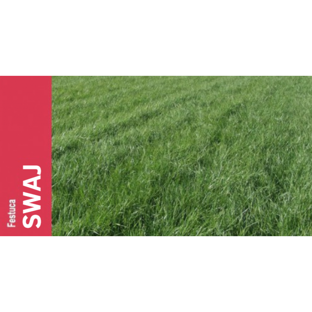 SEMENTE FESTUCA ELEVADA SWAJ  - SC 5KG