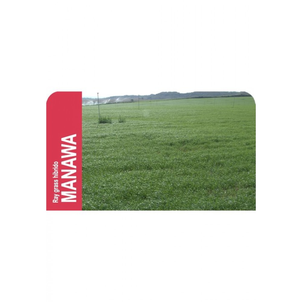 SEMENTE RAY GRASS HÍBRIDO MANAWA - SC 5 KILOS