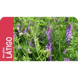 SEMENTE ERVILHACA VILLOSA LATIGO  - SC 25KG