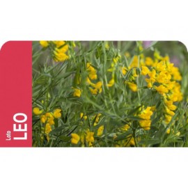 SEMENTE LOTUS CORNICULATUS LEO    - CX 1KG