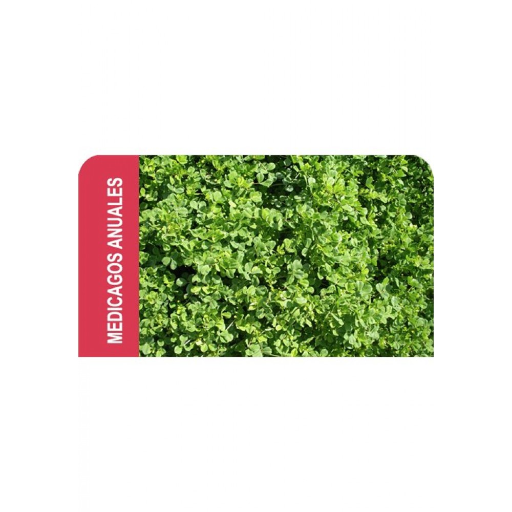 SEMENTE MEDICAGO ANUAL POLYMORPHA  - SACO 5KG