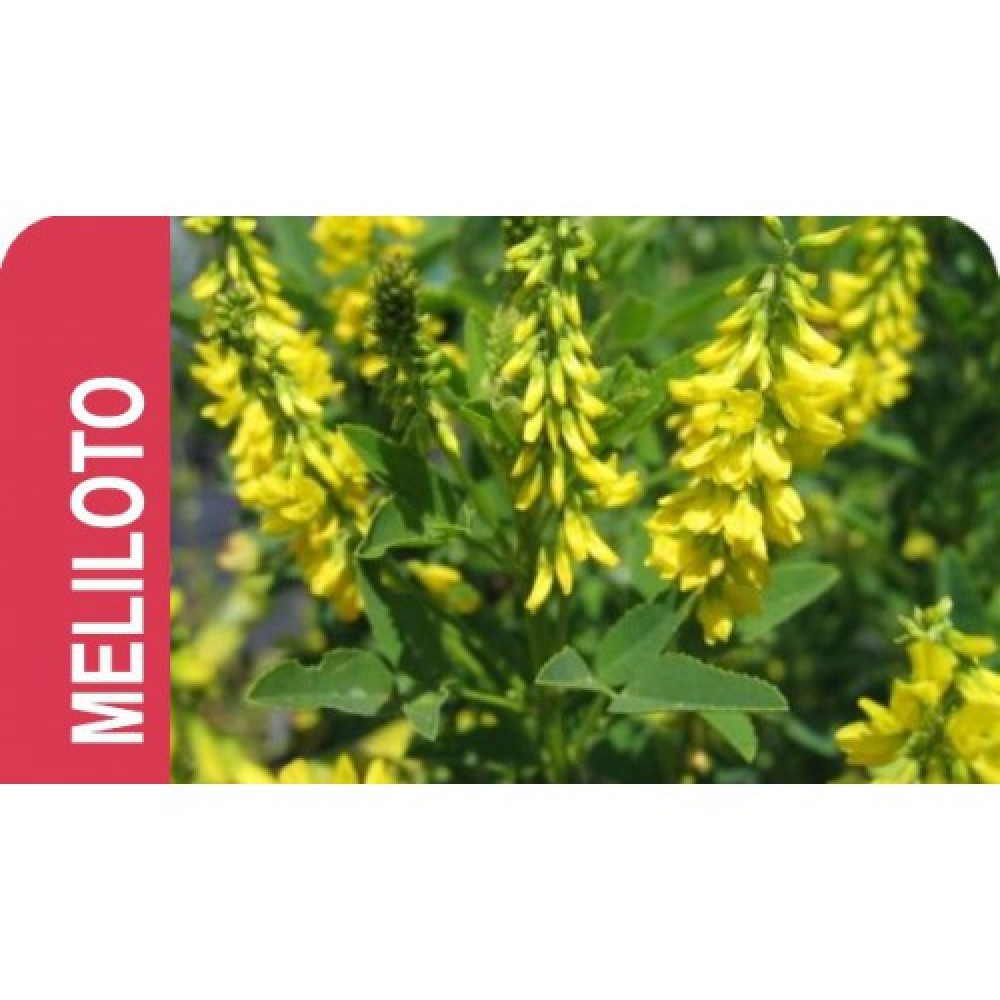 SEMENTE OFFICINALIS MELILOTUS      - SC 5KG