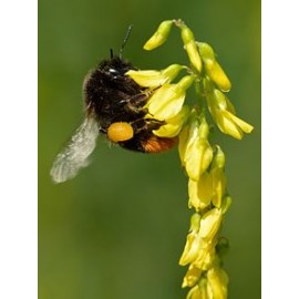 SEMENTE OFFICINALIS MELILOTUS      - SC 5KG