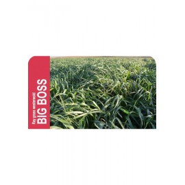 SEMENTE AZEVEM ANUAL RAY GRASS INGLES BIG BOSS -SC 25 KG