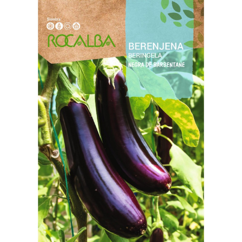 S.BERINJELA ROCALBA PRETA BARB.