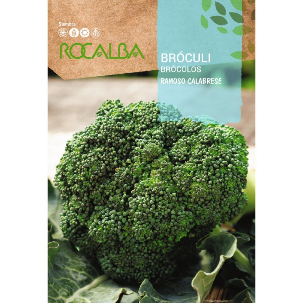 S.BROCOLO ROCALBA VERDE ITALIANO CALABRE
