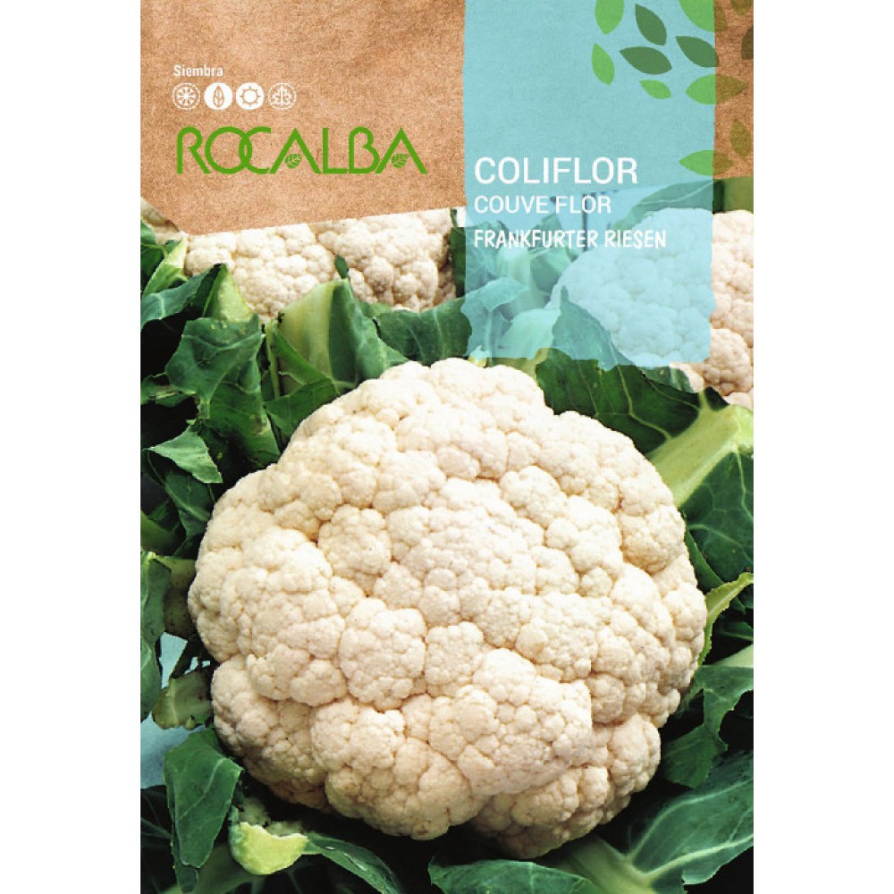 S.COUVE FLOR ROCALBA FRANKFURT