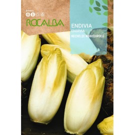 S.ENDIVIA ROCALBA BRUXELAS WITLOOF