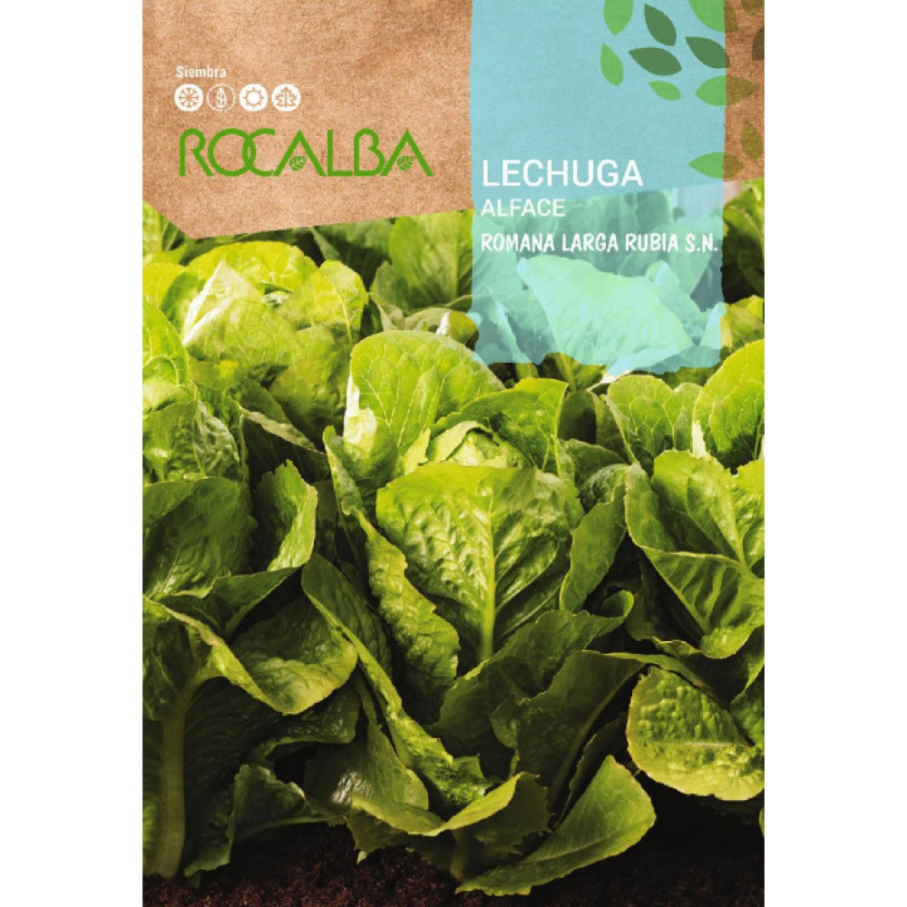 S.ALFACE ROCALBA ROMANA LARGA RUBIA