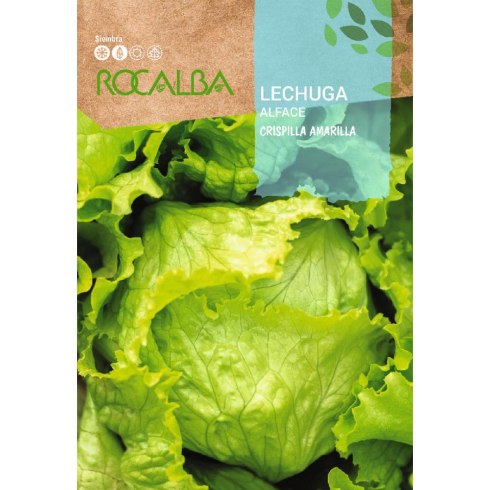 S.ALFACE ROCALBA CRISPILLA AMARILLA